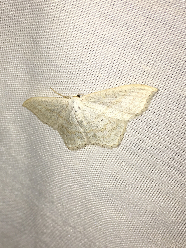 iNaturalist observation photo of Geometer Moths