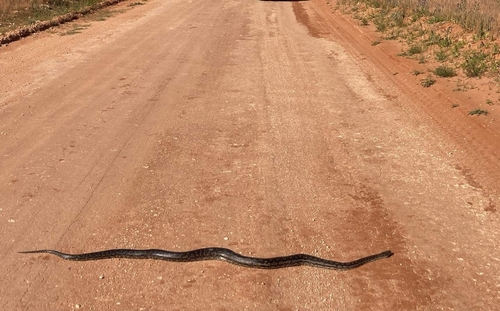 Inland Carpet Python sighting