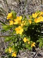 Lithospermum caroliniense