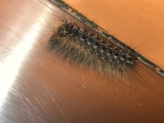 Lymantria dispar