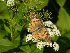 Vanessa cardui