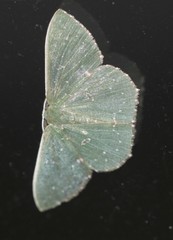 Prasinocyma iosticta