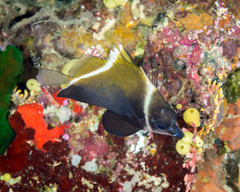 Heniochus varius