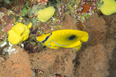 Chaetodon bennetti