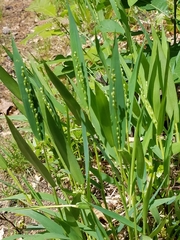 Dichanthelium xanthophysum