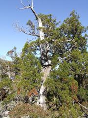 Athrotaxis cupressoides