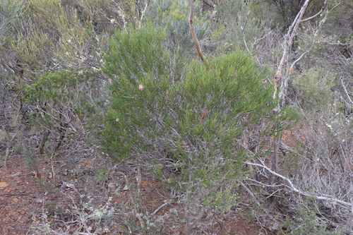 Image of Isopogon nutans by (c) Thomas Mesaglio, some rights reserved (CC BY)