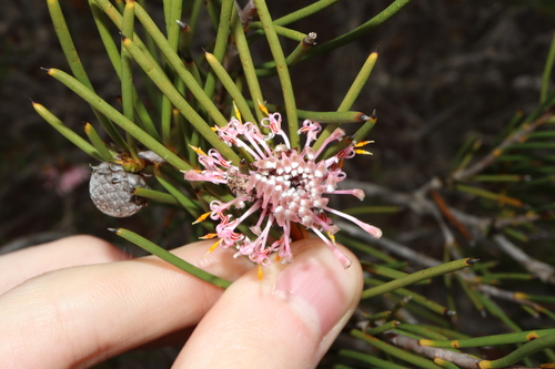 Simple-leaved Coneflower (Isopogon nutans)