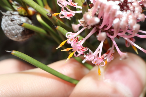Image of Isopogon nutans by (c) Thomas Mesaglio, some rights reserved (CC BY)