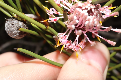 Image of Isopogon nutans by (c) Thomas Mesaglio, some rights reserved (CC BY)