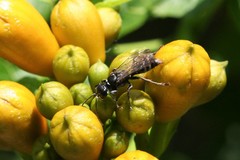 Lyroda