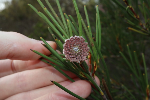 Image of Isopogon nutans by (c) Thomas Mesaglio, some rights reserved (CC BY)