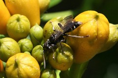 Lyroda