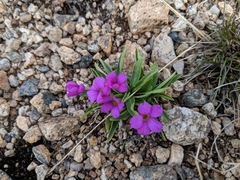 Primula angustifolia