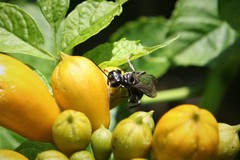 Lyroda