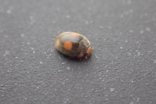 Platynaspis luteorubra