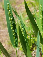 Dichanthelium xanthophysum