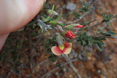 Image of Needle-leaved Chorizema by (c) Thomas Mesaglio, some rights reserved (CC BY)