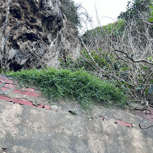 Lepturus repens iNat (3)