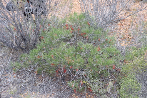 Image of Grevillea beardiana by (c) Thomas Mesaglio, some rights reserved (CC BY)