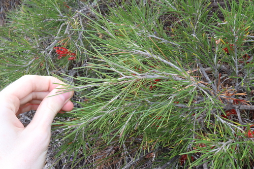 Image of Grevillea beardiana by (c) Thomas Mesaglio, some rights reserved (CC BY)