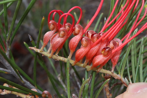 Image of Grevillea beardiana by (c) Thomas Mesaglio, some rights reserved (CC BY)