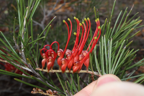 Red Combs (Grevillea beardiana)