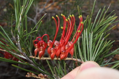 Grevillea beardiana
