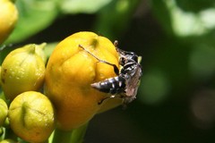 Lyroda