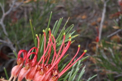 Grevillea beardiana, photograph (c) Thomas Mesaglio, some rights reserved (CC BY)