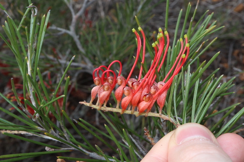 Image of Grevillea beardiana by (c) Thomas Mesaglio, some rights reserved (CC BY)