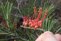 Grevillea beardiana, photograph (c) Thomas Mesaglio, some rights reserved (CC BY)