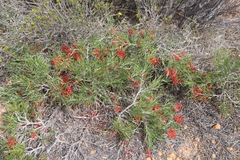 Grevillea beardiana, photograph (c) Thomas Mesaglio, some rights reserved (CC BY)