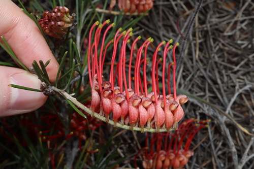 Image of Grevillea beardiana by (c) Thomas Mesaglio, some rights reserved (CC BY)