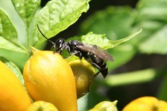 Lyroda