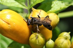 Lyroda
