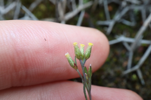 Image of Rhodanthe laevis by (c) Thomas Mesaglio, some rights reserved (CC BY)