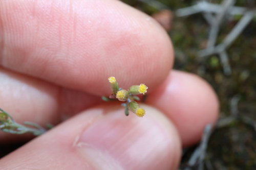 Image of Rhodanthe laevis by (c) Thomas Mesaglio, some rights reserved (CC BY)