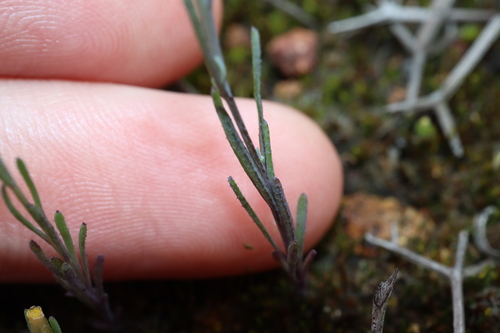 Image of Rhodanthe laevis by (c) Thomas Mesaglio, some rights reserved (CC BY)