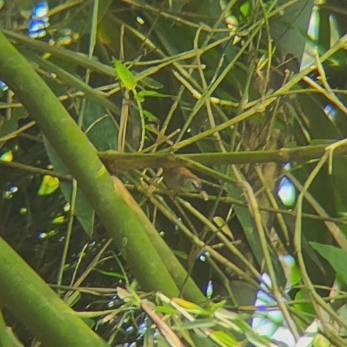 Crescent-chested Babbler (Cyanoderma melanothorax), photo 9
