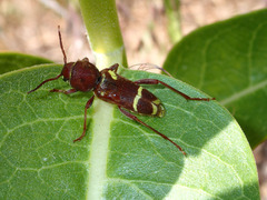 Xylotrechus insignis
