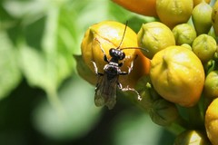 Lyroda
