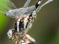 Phyllogomphoides pacificus