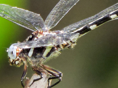 Phyllogomphoides pacificus