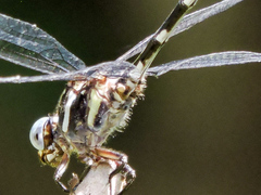 Phyllogomphoides pacificus