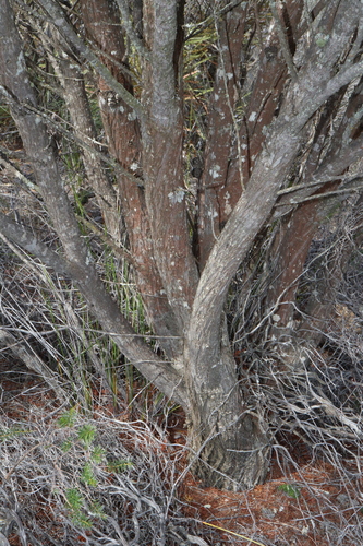 Image of Callitris verrucosa by (c) Thomas Mesaglio, some rights reserved (CC BY)