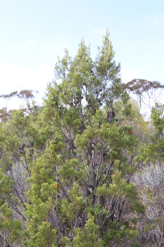 Image of Callitris verrucosa by (c) Thomas Mesaglio, some rights reserved (CC BY)