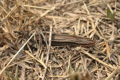 Plestiodon tetragrammus