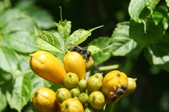 Lyroda