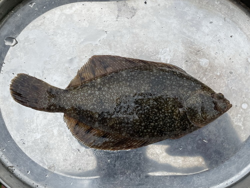 Bandfin flounder (Liopsetta pinnifasciata) — Pleuronectidae